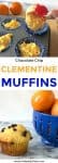 Clementine muffin batter is being poured into a muffin pan one scoop at a time. At the bottom of the image a clementine muffin and a bowl full of clementines sits on a counter.