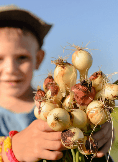 A child holding onions from the ground.