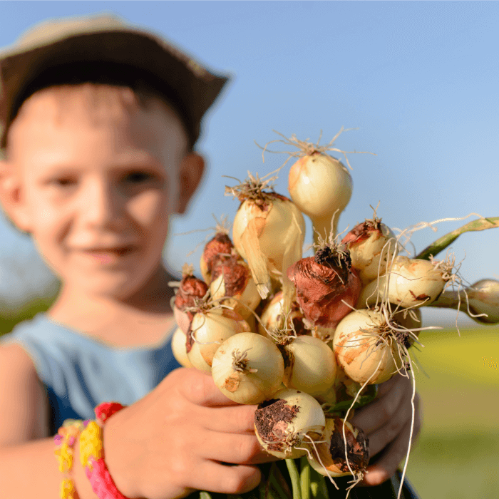 A child holding onions from the ground.