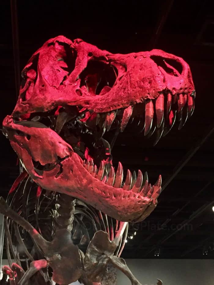 A large cast of Sue the tyrannosaurus Rex stands light by bright red spotlights.
