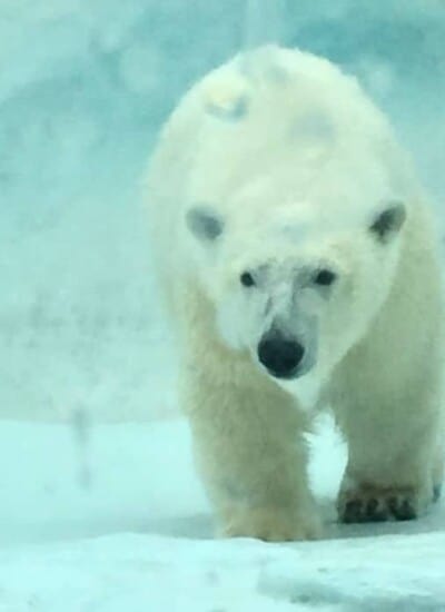 A polar bear walks towards us in a snowy landscape