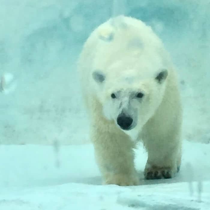 A polar bear walks towards us in a snowy landscape