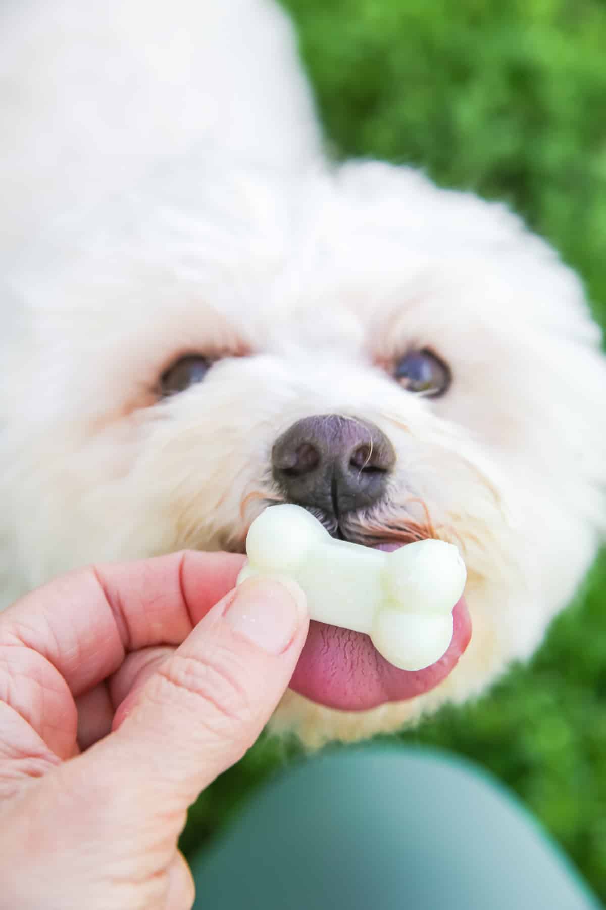 A person offering a bone-shaped yogurt cucumber treat to a white dog.