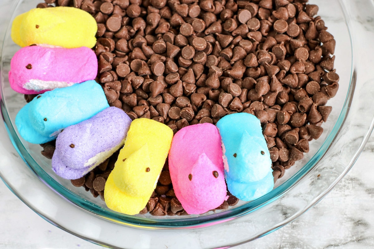 A round glass pie pan dish filled with chocolate chips, being topped with colorful marshmallow chick Peep's marshmallows in a row.